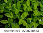 Full frame view of Jungle Geranium leaves creating a lush tropical background with rich green texture and natural botanical patterns