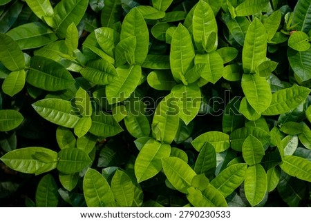 Full frame view of Jungle Geranium leaves creating a lush tropical background with rich green texture and natural botanical patterns