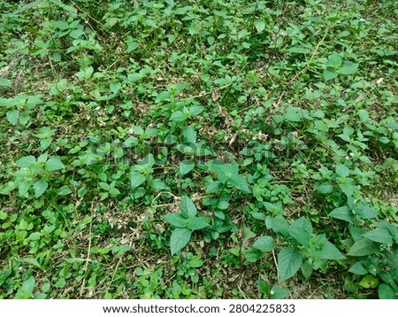 Full frame view of lush wild green weeds and untamed groundcover plants growing in the garden