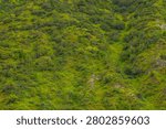 Full frame view of a vibrant mountainside in Kyrgyzstan, covered with lush green grass, bushes, and small trees. The soft, diffused light enhances the natural beauty of the uneven terrain and visible rocky features.