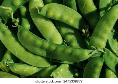 Full frame of young ripe pea pods for background, food delivery from the market, farm seasonal vegetables