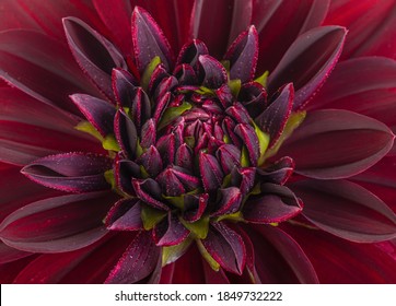 Full framed and centered dark red / Burgundy coloured Dahlia Flower with green sepal petals.