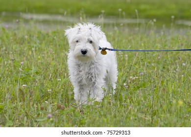full front view of white miniature Schnauzer Dog standing in a field on a leash