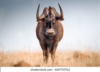 Full frontal of a black wildebeest on a grassy plain, Mountain Zebra National Park South Africa
