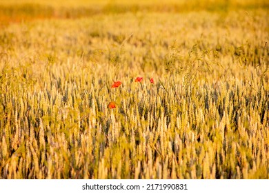 Full Of Golden Ripened Wheat With Red Poppies World Famine. Agriculture