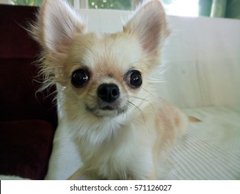 mini chihuahua full grown