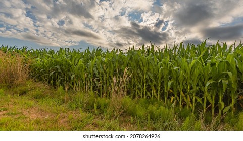 Full grown corn stalks in a crop. Corn field in cloudy day. Street photo, nobody, selective focus. - Shutterstock ID 2078264926