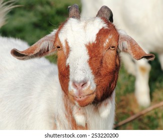 A Full Grown Goat With A Seemingly Cheshire Grin/Grinning Goat/A Full Grown Goat With A Seemingly Cheshire Grin. 