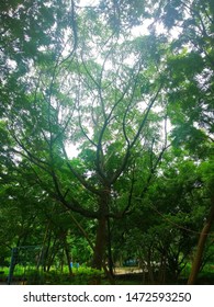 A Full Grown Tree Green In The University Campus Of Jawaharlal Nehru Technological University Hyderabad 