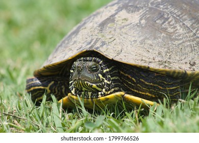 Full Grown Turtle Out Shell Stock Photo 1799766526 | Shutterstock