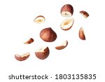 full  Hazelnut  fly on white isolated with clipping path