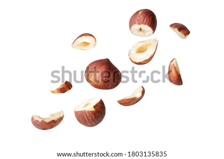 full  Hazelnut  fly on white isolated with clipping path