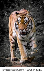 tiger black background images