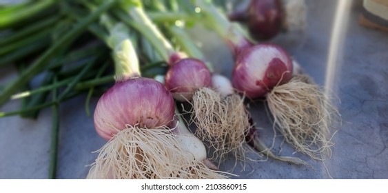 Full Hd Wallpaper Of Green Onion