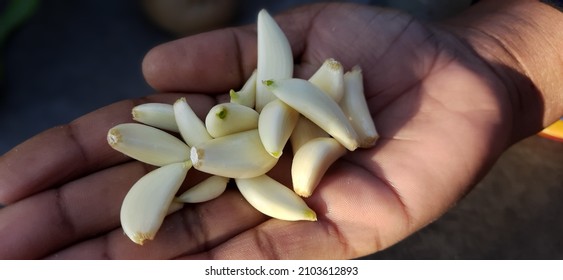 Full Hd Wallpaper Of Peeled Garlic