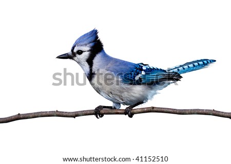 full horizontal view of bluejay perched on a branch. white background