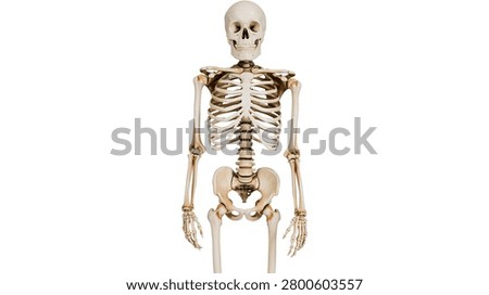 Full human skeletal system model showing skull ribcage and pelvic bone structure