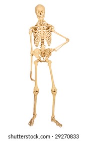 Full Human Skeleton Standing Isolation On White