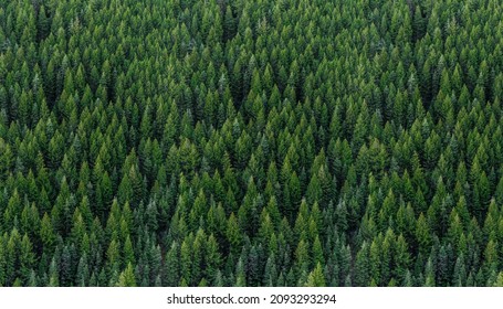Full image of a coniferous Pine trees in the forest. Drone photography.