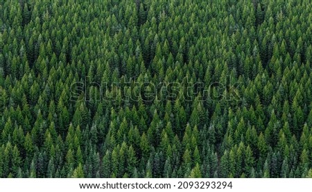 Full image of a coniferous Pine trees in the forest. Drone photography.