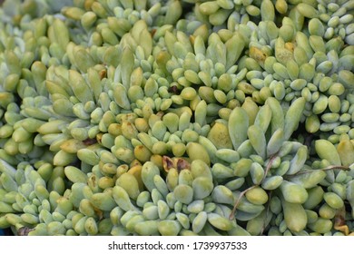 Full image of succulent texture