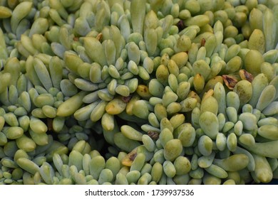 Full image of succulent texture