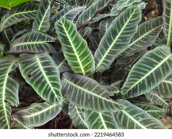 Full Image Of Zebra Plant Leaves.