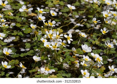 Full Lake Of Ranunculus Aquatilis