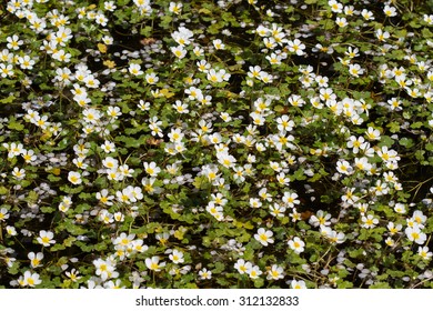 Full Lake Of Ranunculus Aquatilis