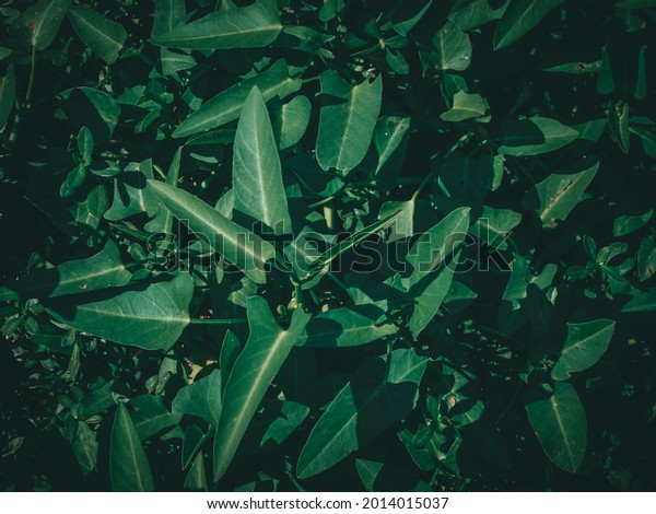 Full Leaf Background Green Theme Stock Photo 2014015037 | Shutterstock