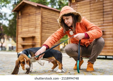 Full Length Of Adult Caucasian Woman Petting Her Basset Hound Dog In Winter Or Spring Day On In Town Or City During The Walk Real People Full Length Copy Space