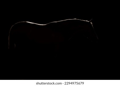 Full length backlit silhouette of a young Spanish horse against a black background - Shutterstock ID 2294975679