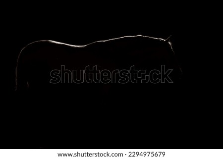 Full length backlit silhouette of a young Spanish horse against a black background