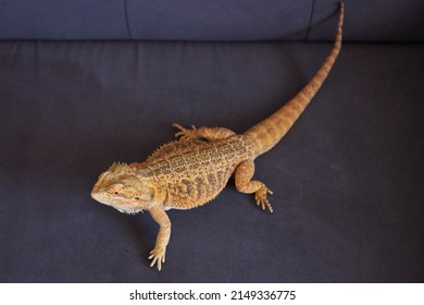 Full length bearded dragon lizard, top view