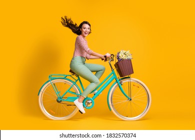 Full length body size side profile photo of cheerful girl riding blue bicycle with basket of flowers isolated on vibrant yellow color background