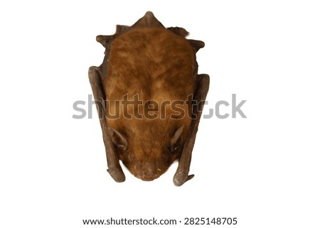 Full length brown microbat chiroptera specimen isolated on white background