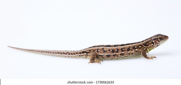 25,386 Sand Lizard Images, Stock Photos & Vectors | Shutterstock