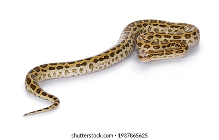 11 Tijgerpython Images, Stock Photos & Vectors | Shutterstock