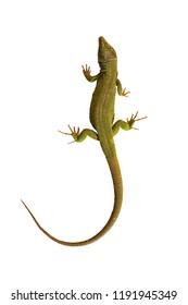 full length common green lizard isolated on white background ( Lacerta viridis )