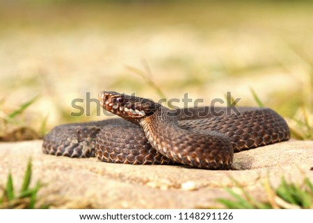 Image, Stock Photo brown Vipera berus close up