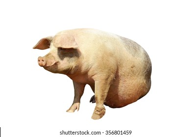 full length domestic pig isolated over white background