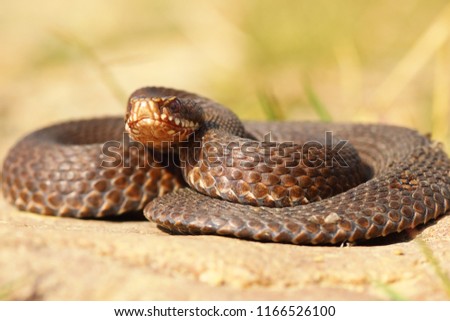 Similar – Image, Stock Photo brown Vipera berus close up