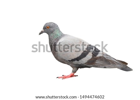 Full length of Feral Pigeon bird isolated on white background with Clipping path inside.