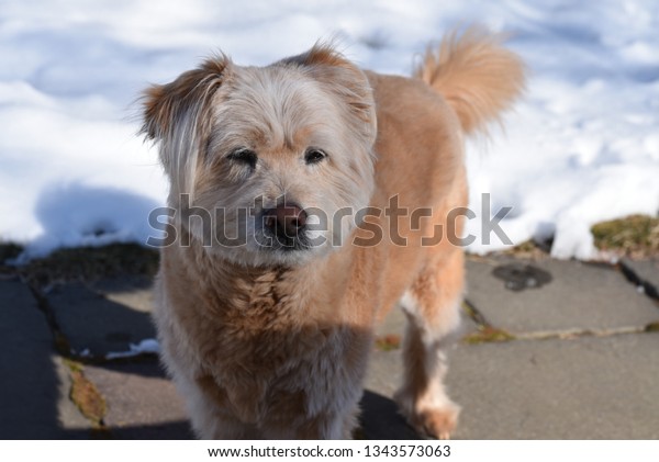 55+ Chow Chow Poodle Mix Breed