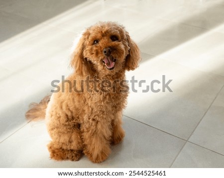 Full length high angle view of cute miniature red poodle sitting indoors in sun rays looking up with curious expression