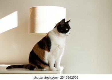 Full length horizontal view of beautiful calico cat sitting on table in profile staring at a window during a sunny morning - Powered by Shutterstock