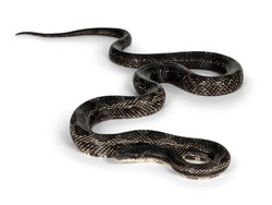 Full Length Image Of A Black Rat Snake Aka Pantherophis Obsoletus. Isolated On A White Background.