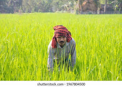 Full Length Of Indian Farmer Working In Rice Field 
