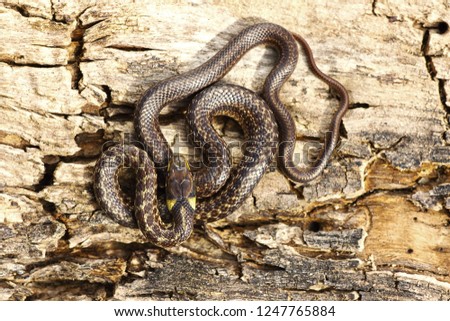 Similar – Image, Stock Photo rare meadow viper in natural habitat