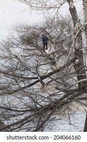 Full Length Man Standing On Snow Drift And Cutting Fallen Winter Snowy Tree With Chainsaw Copy Space For Inscription